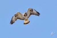 Kane rousna - Buteo lagopus - Rough-legged Buzzard4559